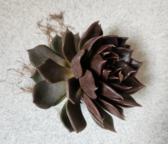 黑王子的养殖方法和注意事项?黑王子的繁殖方法?-第4张图片-优品飞百科 黑王子的养殖方法和注意事项?黑王子的繁殖方法?-第4张图片-优品飞百科