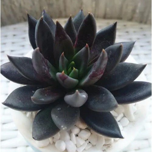 黑王子的养殖方法和注意事项?黑王子的繁殖方法?-第5张图片-优品飞百科 黑王子的养殖方法和注意事项?黑王子的繁殖方法?-第5张图片-优品飞百科