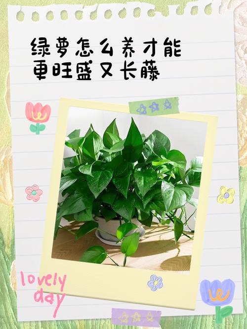 怎样让水培绿萝长藤？水培绿萝如何快速长新叶？