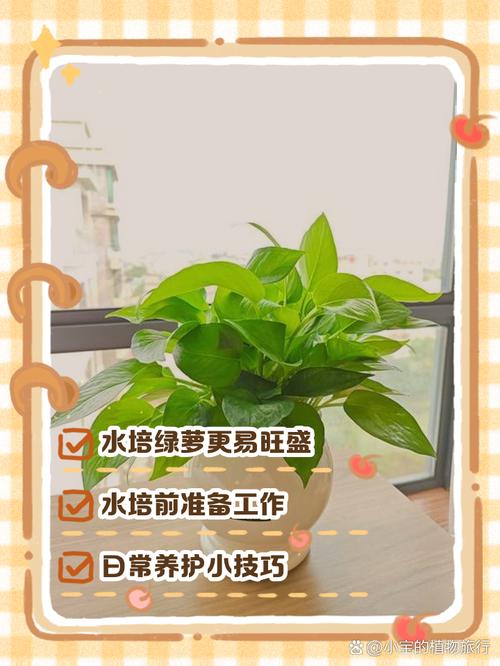 怎样让水培绿萝长藤?水培绿萝如何快速长新叶?-第2张图片-优品飞百科 怎样让水培绿萝长藤?水培绿萝如何快速长新叶?-第2张图片-优品飞百科