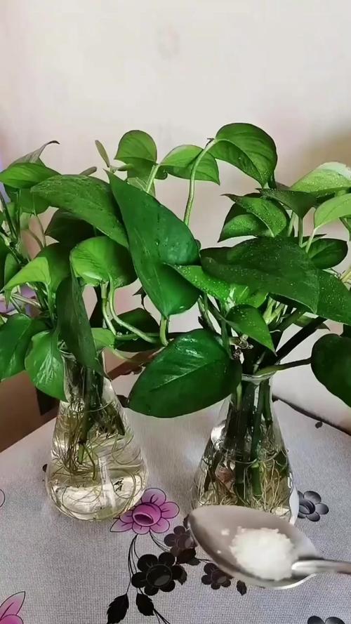 怎样让水培绿萝长藤?水培绿萝如何快速长新叶?-第3张图片-优品飞百科 怎样让水培绿萝长藤?水培绿萝如何快速长新叶?-第3张图片-优品飞百科