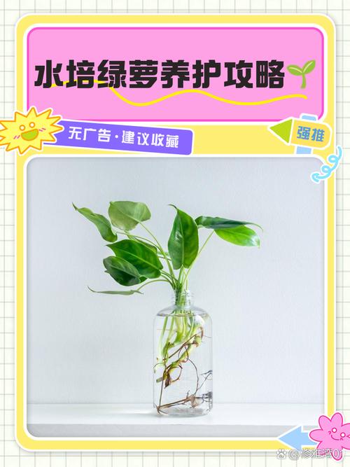 怎样让水培绿萝长藤?水培绿萝如何快速长新叶?-第4张图片-优品飞百科 怎样让水培绿萝长藤?水培绿萝如何快速长新叶?-第4张图片-优品飞百科