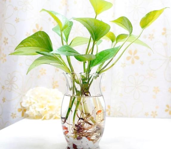 怎样让水培绿萝长藤?水培绿萝如何快速长新叶?-第5张图片-优品飞百科 怎样让水培绿萝长藤?水培绿萝如何快速长新叶?-第5张图片-优品飞百科