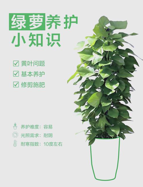 怎样让水培绿萝长藤?水培绿萝如何快速长新叶?-第6张图片-优品飞百科 怎样让水培绿萝长藤?水培绿萝如何快速长新叶?-第6张图片-优品飞百科