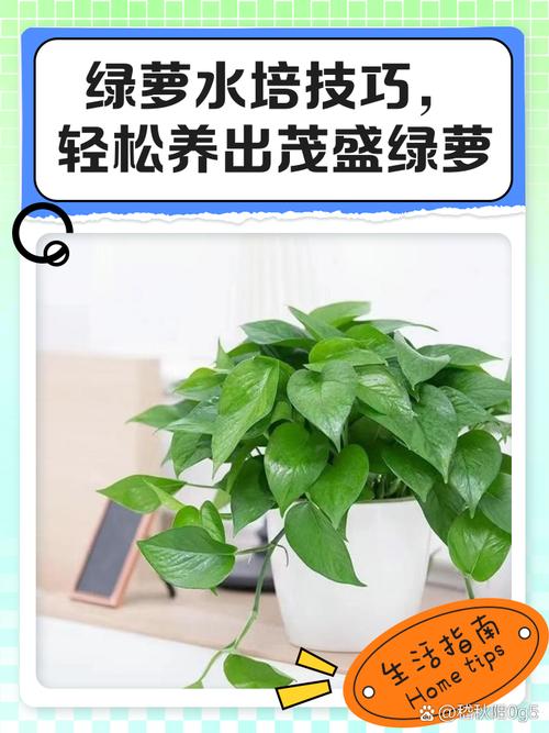 怎样让水培绿萝长藤?水培绿萝如何快速长新叶?-第7张图片-优品飞百科 怎样让水培绿萝长藤?水培绿萝如何快速长新叶?-第7张图片-优品飞百科