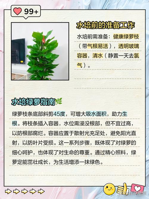 怎样让水培绿萝长藤?水培绿萝如何快速长新叶?-第8张图片-优品飞百科 怎样让水培绿萝长藤?水培绿萝如何快速长新叶?-第8张图片-优品飞百科