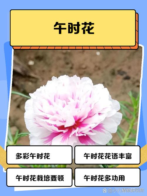 午时花的养殖方法和注意事项？午时花的栽培？