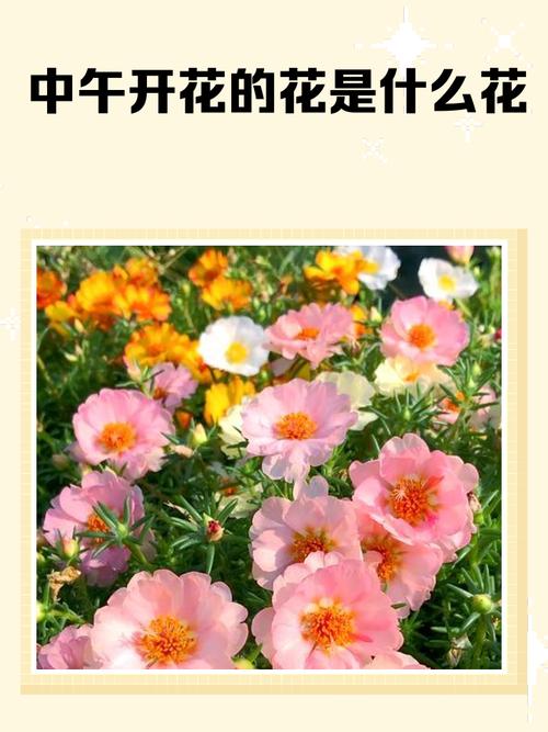 午时花的养殖方法和注意事项？午时花的栽培？-第2张图片-优品飞百科