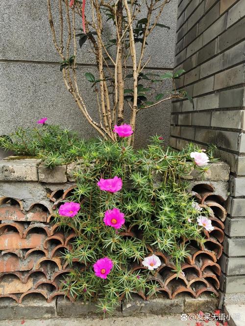 午时花的养殖方法和注意事项？午时花的栽培？-第3张图片-优品飞百科