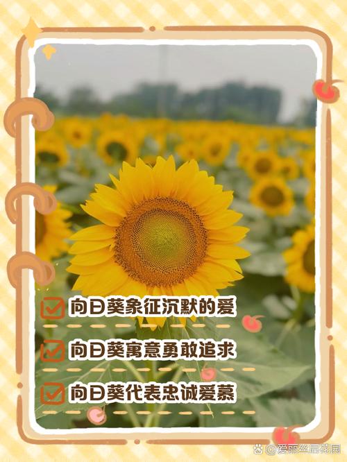 午时花的养殖方法和注意事项？午时花的栽培？-第4张图片-优品飞百科