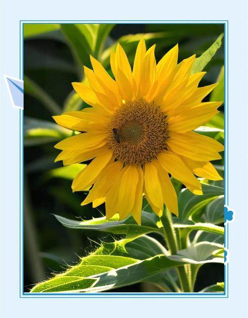 午时花的养殖方法和注意事项？午时花的栽培？-第5张图片-优品飞百科