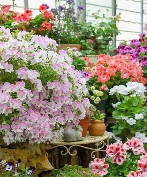 阳台养花你应该知道什么，阳台养花你应该知道什么意思-第5张图片-优品飞百科