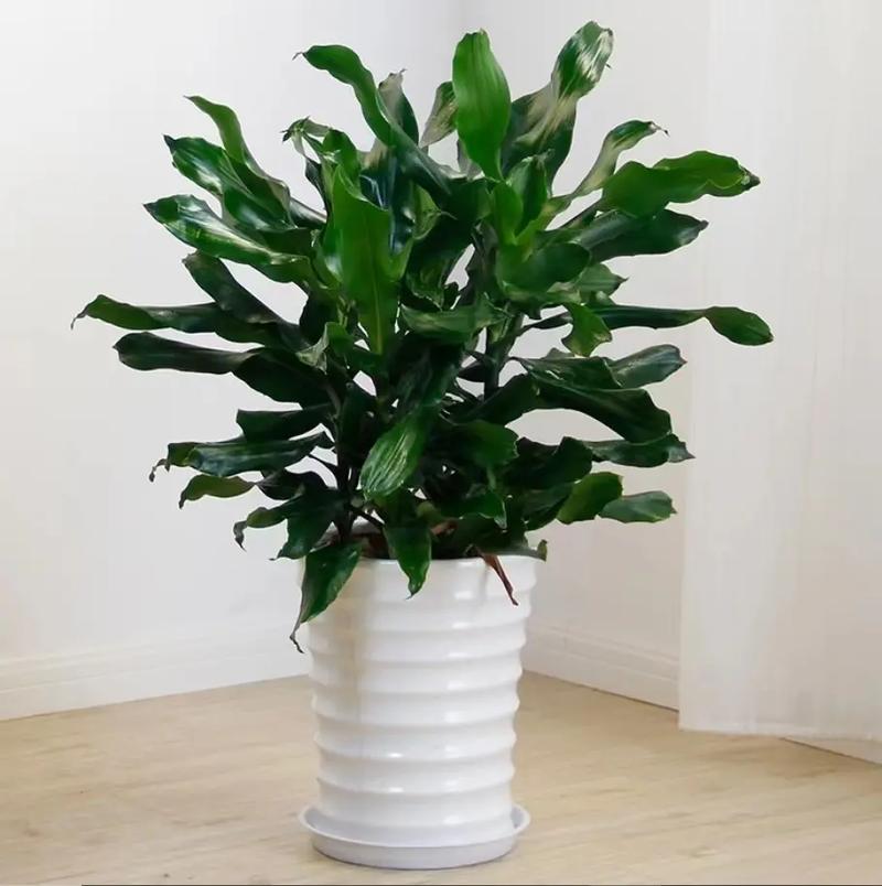 新买的螺纹铁怎么养,螺纹铁需要晒太阳吗?-第2张图片-优品飞百科 新买的螺纹铁怎么养,螺纹铁需要晒太阳吗?-第2张图片-优品飞百科