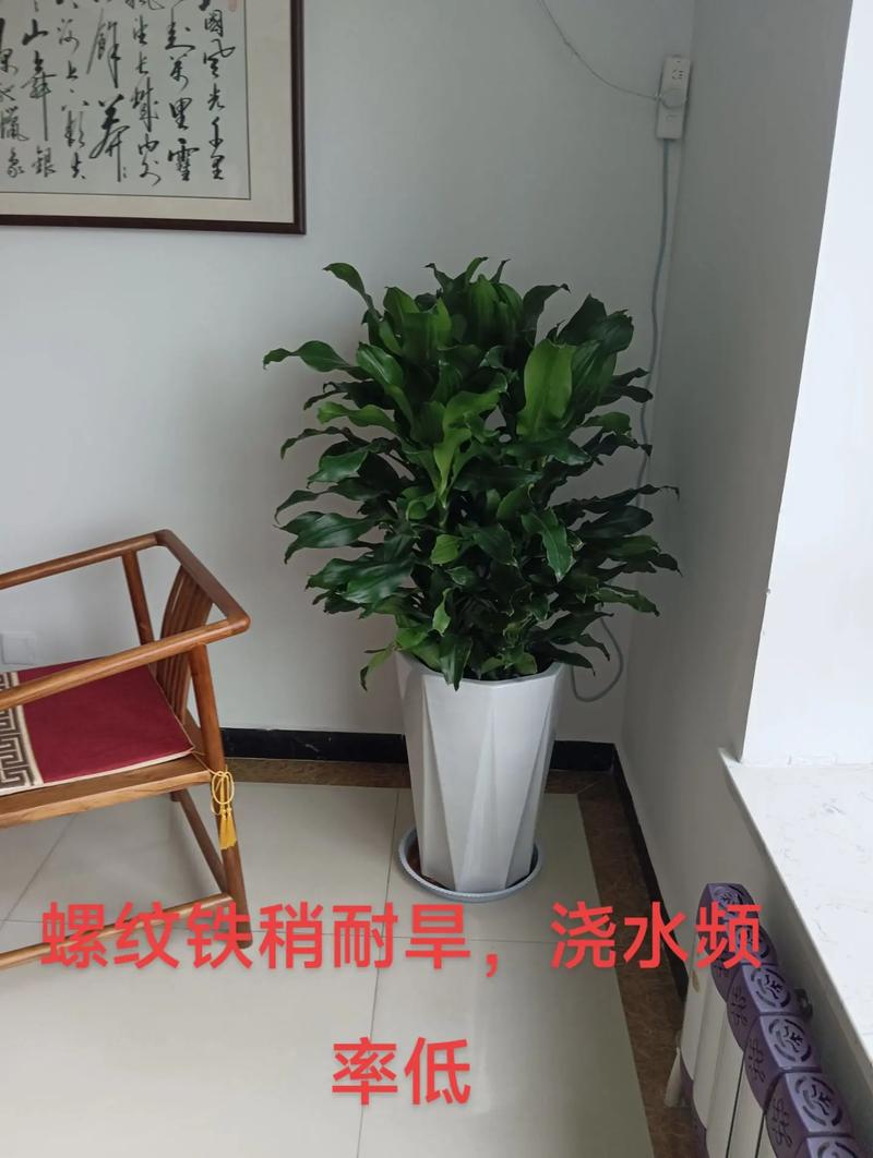 新买的螺纹铁怎么养,螺纹铁需要晒太阳吗?-第3张图片-优品飞百科 新买的螺纹铁怎么养,螺纹铁需要晒太阳吗?-第3张图片-优品飞百科