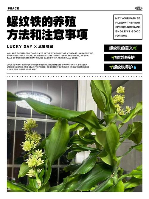 新买的螺纹铁怎么养,螺纹铁需要晒太阳吗?-第7张图片-优品飞百科 新买的螺纹铁怎么养,螺纹铁需要晒太阳吗?-第7张图片-优品飞百科