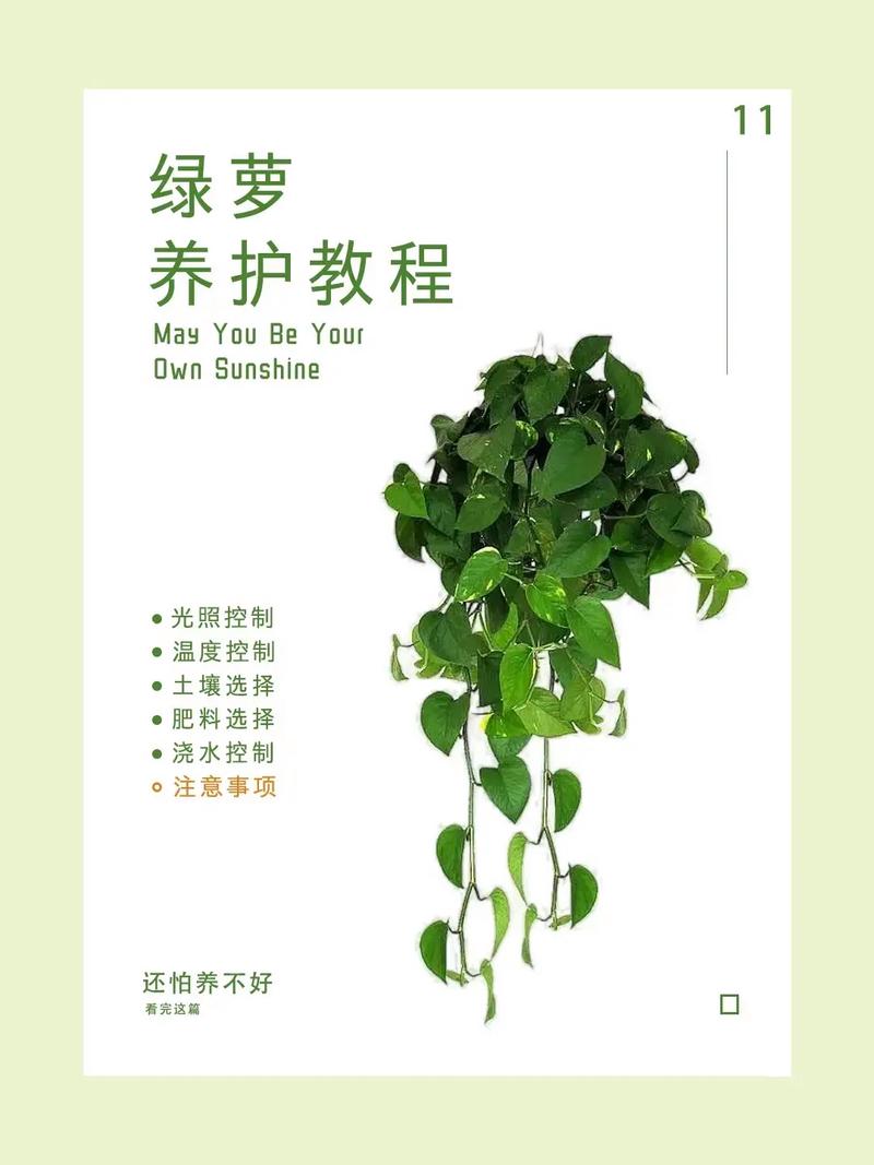 绿萝夏天怎么养，绿萝 夏天-第3张图片-优品飞百科