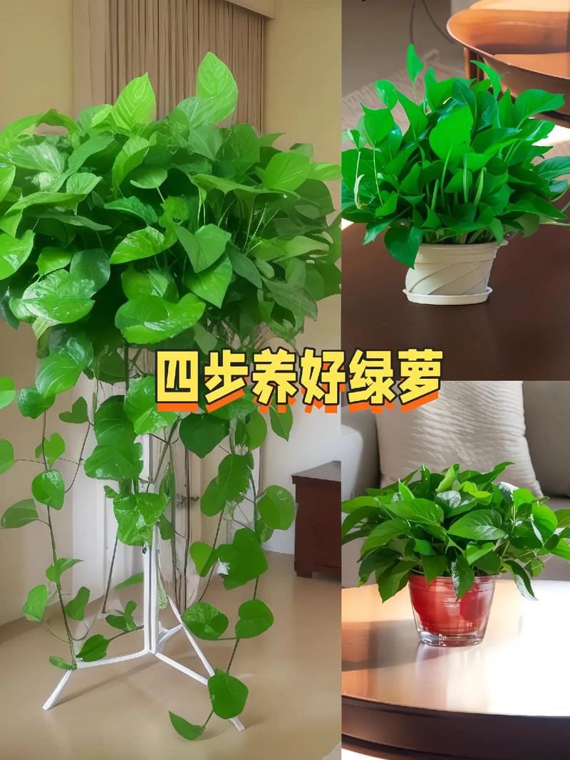 绿萝夏天怎么养，绿萝 夏天-第5张图片-优品飞百科