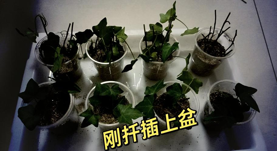 常春藤如何扦插，常春藤扦插方法-第1张图片-优品飞百科