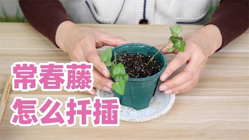 常春藤如何扦插，常春藤扦插方法-第2张图片-优品飞百科