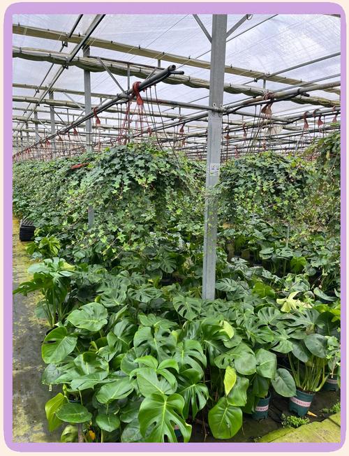 常春藤如何扦插，常春藤扦插方法-第3张图片-优品飞百科