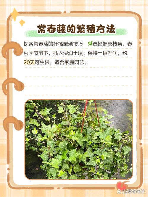 常春藤如何扦插，常春藤扦插方法-第4张图片-优品飞百科