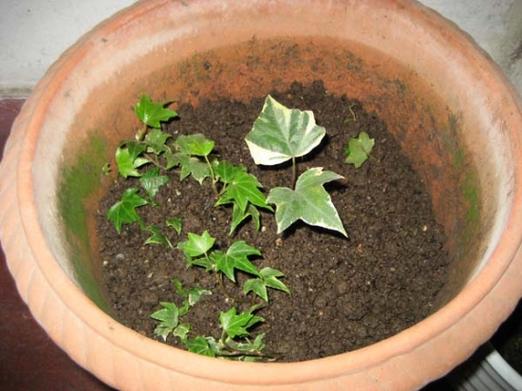 常春藤如何扦插，常春藤扦插方法-第5张图片-优品飞百科