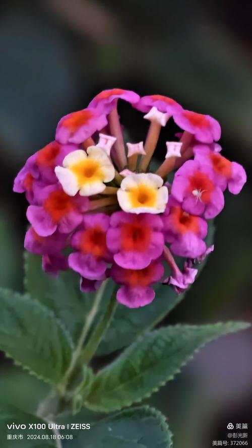 五色梅的花语，五色梅的花语文案？