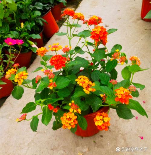 五色梅的花语，五色梅的花语文案？-第3张图片-优品飞百科