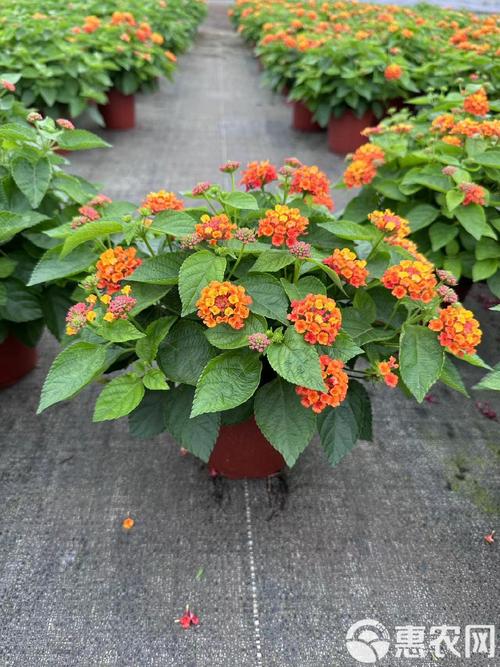 五色梅的花语，五色梅的花语文案？-第4张图片-优品飞百科