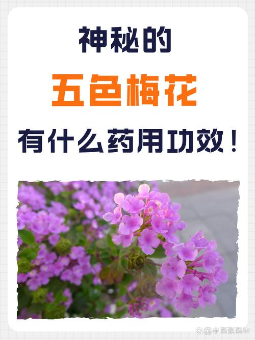 五色梅的花语，五色梅的花语文案？-第5张图片-优品飞百科