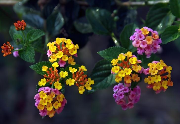 五色梅的花语，五色梅的花语文案？-第6张图片-优品飞百科