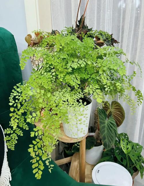 铁线蕨的养殖方法和注意事项,铁线蕨的养殖方法和注意事项过冬问题-第2张图片-优品飞百科 铁线蕨的养殖方法和注意事项,铁线蕨的养殖方法和注意事项过冬问题-第2张图片-优品飞百科