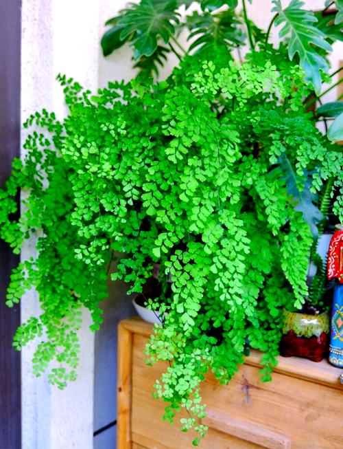 铁线蕨的养殖方法和注意事项,铁线蕨的养殖方法和注意事项过冬问题-第3张图片-优品飞百科 铁线蕨的养殖方法和注意事项,铁线蕨的养殖方法和注意事项过冬问题-第3张图片-优品飞百科