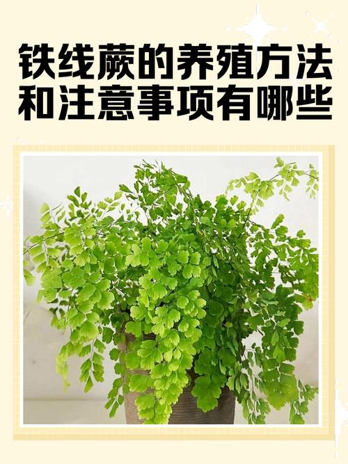 铁线蕨的养殖方法和注意事项,铁线蕨的养殖方法和注意事项过冬问题-第4张图片-优品飞百科 铁线蕨的养殖方法和注意事项,铁线蕨的养殖方法和注意事项过冬问题-第4张图片-优品飞百科