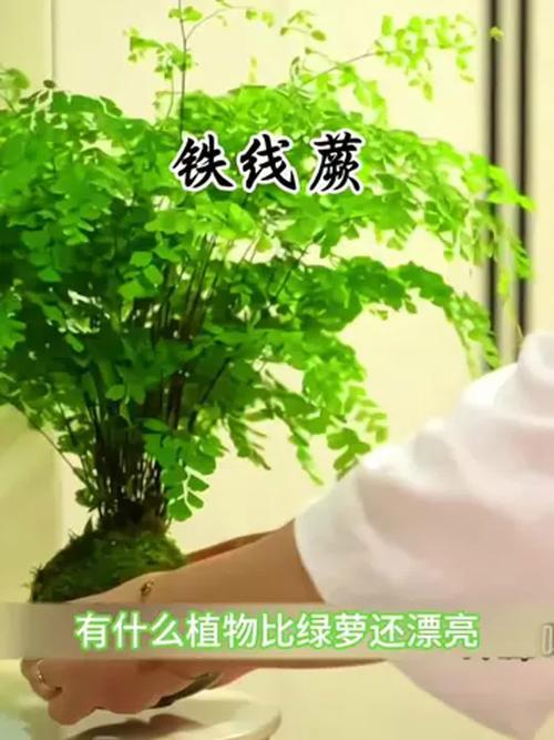 铁线蕨的养殖方法和注意事项,铁线蕨的养殖方法和注意事项过冬问题-第5张图片-优品飞百科 铁线蕨的养殖方法和注意事项,铁线蕨的养殖方法和注意事项过冬问题-第5张图片-优品飞百科