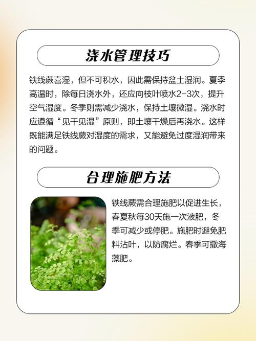 铁线蕨的养殖方法和注意事项,铁线蕨的养殖方法和注意事项过冬问题-第6张图片-优品飞百科 铁线蕨的养殖方法和注意事项,铁线蕨的养殖方法和注意事项过冬问题-第6张图片-优品飞百科