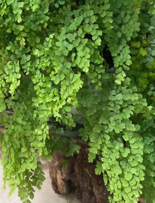 铁线蕨的养殖方法和注意事项,铁线蕨的养殖方法和注意事项过冬问题-第7张图片-优品飞百科 铁线蕨的养殖方法和注意事项,铁线蕨的养殖方法和注意事项过冬问题-第7张图片-优品飞百科