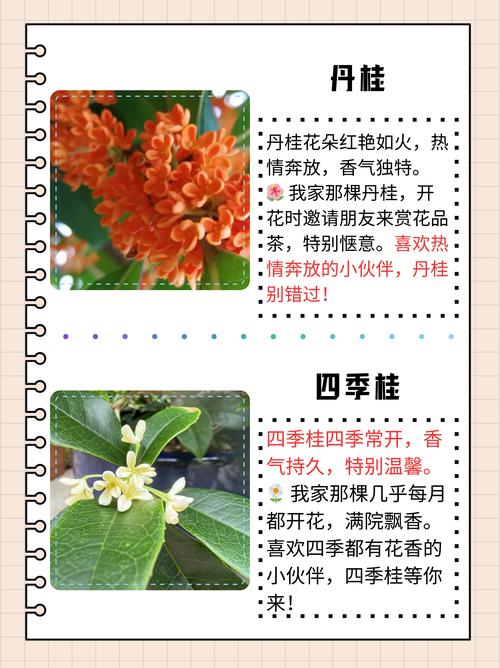 金桂和银桂的区别，金桂和银桂的区别在哪里？-第2张图片-优品飞百科