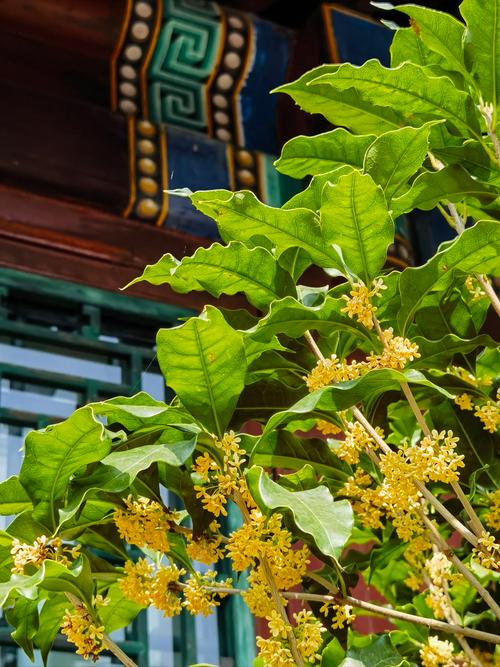 金桂和银桂的区别，金桂和银桂的区别在哪里？-第4张图片-优品飞百科