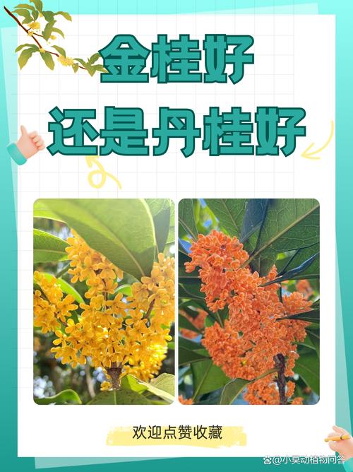 金桂和银桂的区别，金桂和银桂的区别在哪里？-第5张图片-优品飞百科