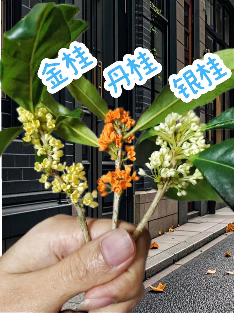 金桂和银桂的区别，金桂和银桂的区别在哪里？-第6张图片-优品飞百科