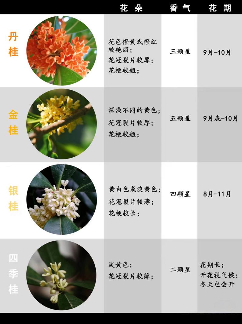 金桂和银桂的区别，金桂和银桂的区别在哪里？-第7张图片-优品飞百科