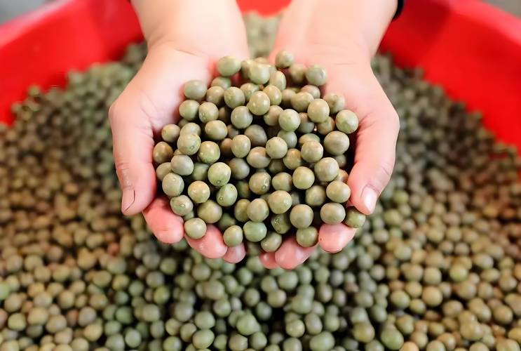 芡实的养殖方法?芡实的养殖方法有哪些?-第4张图片-优品飞百科 芡实的养殖方法?芡实的养殖方法有哪些?-第4张图片-优品飞百科