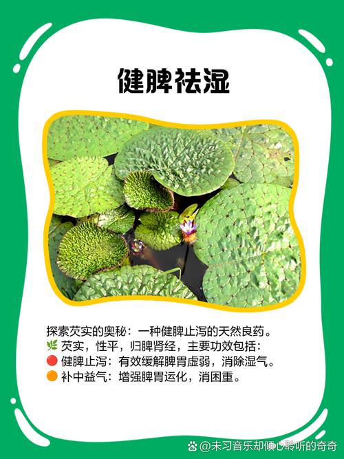 芡实的养殖方法?芡实的养殖方法有哪些?-第6张图片-优品飞百科 芡实的养殖方法?芡实的养殖方法有哪些?-第6张图片-优品飞百科