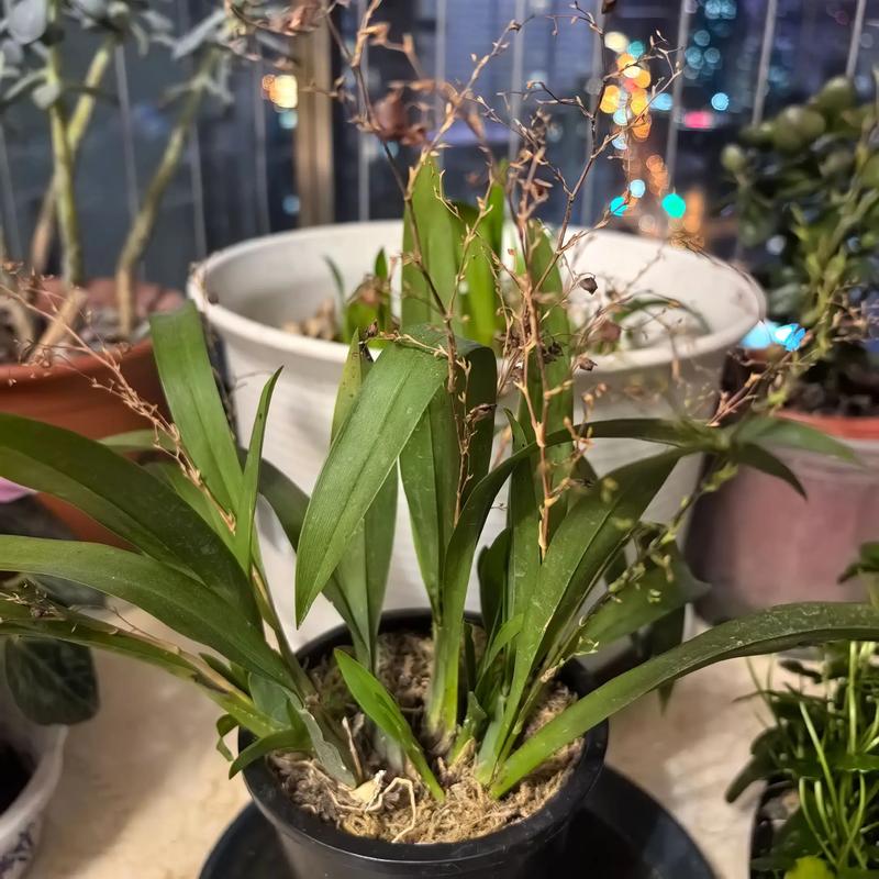 文心兰不开花怎么办，文心兰长花苞不开花是什么原因?