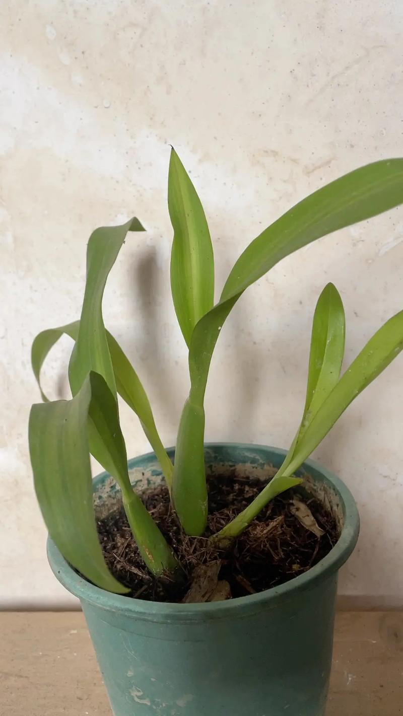 文心兰不开花怎么办，文心兰长花苞不开花是什么原因?-第2张图片-优品飞百科