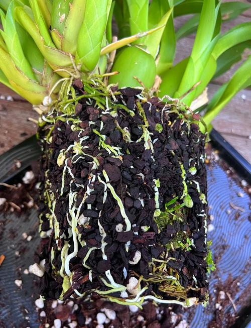 文心兰不开花怎么办，文心兰长花苞不开花是什么原因?-第3张图片-优品飞百科