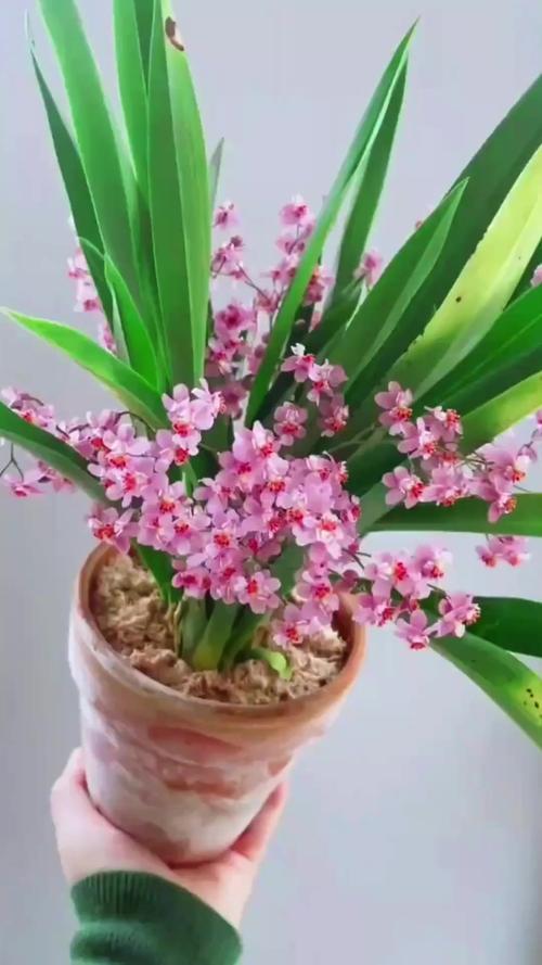 文心兰不开花怎么办，文心兰长花苞不开花是什么原因?-第4张图片-优品飞百科