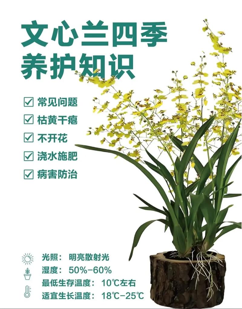 文心兰不开花怎么办，文心兰长花苞不开花是什么原因?-第5张图片-优品飞百科