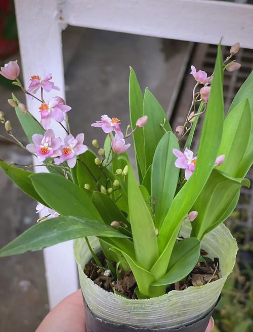 文心兰不开花怎么办，文心兰长花苞不开花是什么原因?-第6张图片-优品飞百科